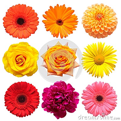 Flowers head collection Stock Photo