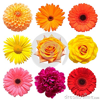 Flowers head collection of beautiful daisy, rose, calendula, gerbera, chrysanthemum, dahlia, peony isolated on white background Stock Photo