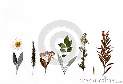 Flowers, Herbs and Plants of Autumn Stock Photo