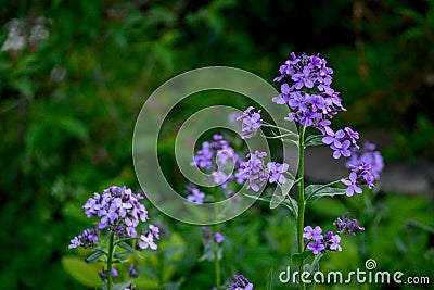 Flowers of Hesperis Matronalis, background with selective focus Stock Photo