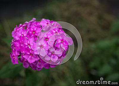 Flowers of Hesperis Matronalis. Stock Photo
