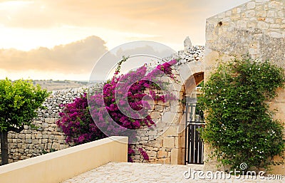 Flowers on home wall Stock Photo