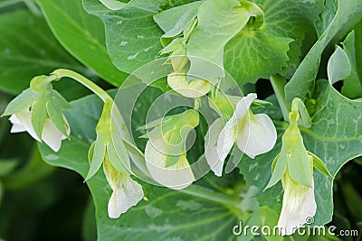 Flowers of homegrown sweet Green Peas Stock Photo