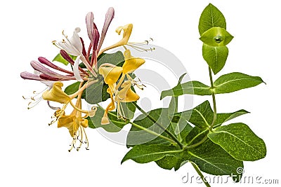 Flowers of honeysuckle, lat. Lonicera caprifolium, isolated on w Stock Photo