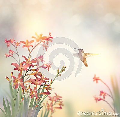 Flowers and a hummingbird Stock Photo