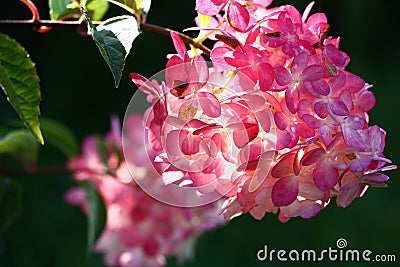 Hydrangea inflorescence. Stock Photo