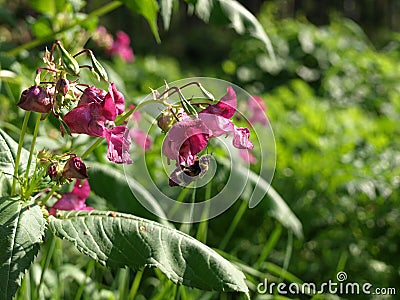 Flowers of Impatiens glandulifera flowers in natural background Stock Photo