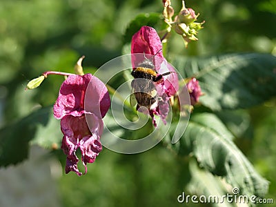 Flowers of Impatiens glandulifera flowers in natural background . Stock Photo