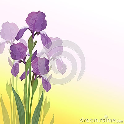 Flowers iris on pink and yellow background Vector Illustration