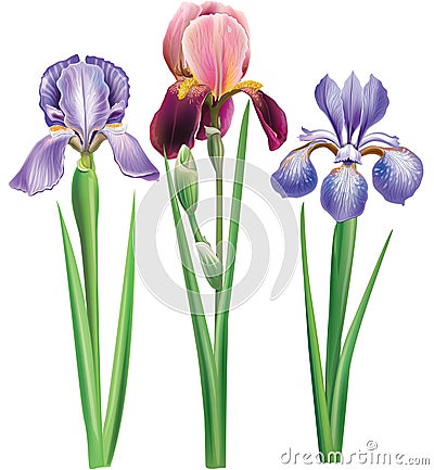 Flowers of iris Vector Illustration