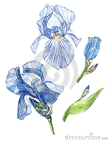 Flowers of Iris. Watercolor hand drawn botanical illustration of flowers isolated on a white background. Cartoon Illustration