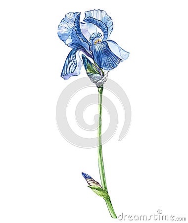 Flowers of Iris. Watercolor hand drawn botanical illustration of flowers isolated on a white background. Cartoon Illustration
