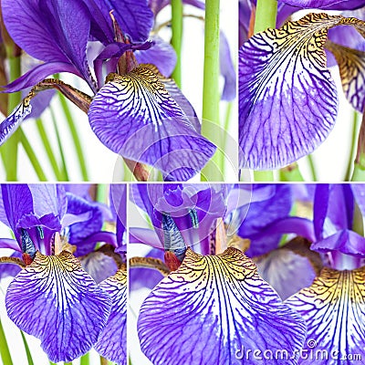 Flowers irises Stock Photo