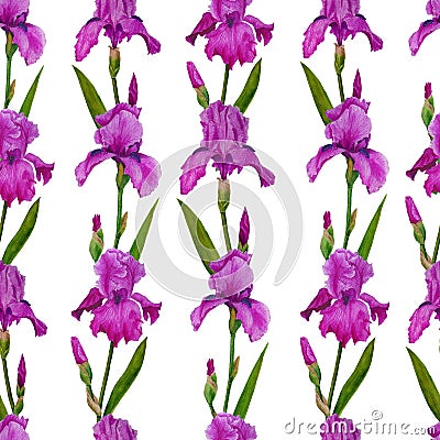 Flowers Irises watercolor spring Botanical design illustration greeting card invitation decoration Cartoon Illustration