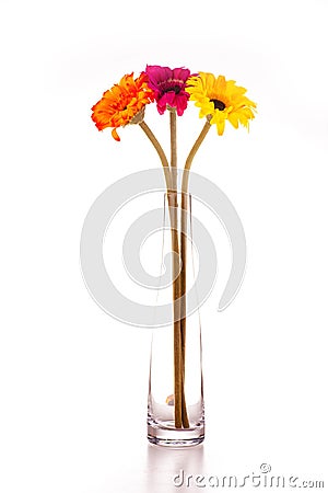 Flowers isolated Stock Photo