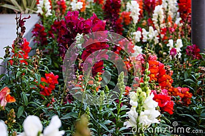 Flowers from Israel Stock Photo