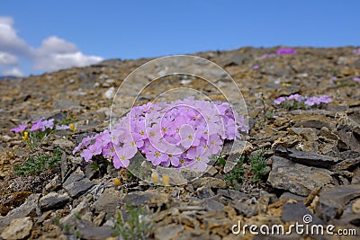 Flowers of Ivvavik National Park Stock Photo