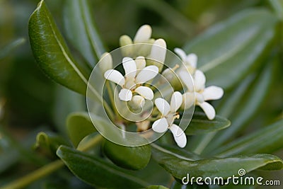 Flowers of Japanese cheesewood Pittosporum tobira Stock Photo