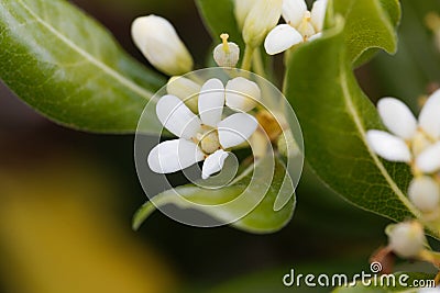 Flowers of Japanese cheesewood Pittosporum tobira Stock Photo