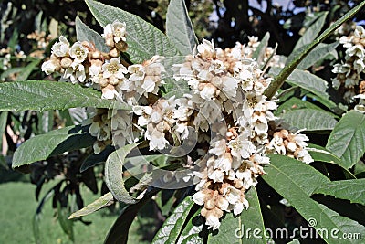 Flowers of Japanese loquat tree Stock Photo