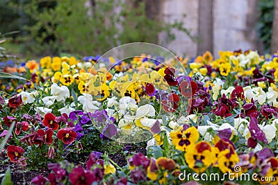 Flowers of Jardins dels Alemanys Stock Photo