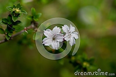 The flowers of June Snow show its beauty! Stock Photo