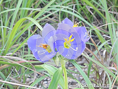 Flowers Stock Photo