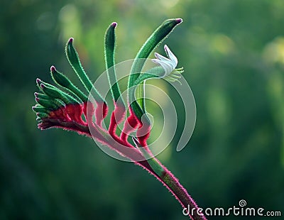 Flowers - Kangaroo Paw Stock Photo