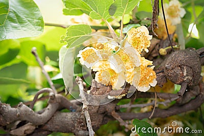 Flowers kiwi and green creeper Actinidia Stock Photo