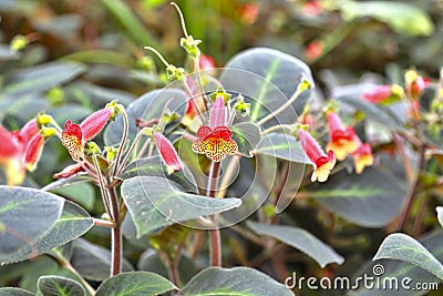 Flowers of kohleria amabilis, the tree gloxinia Stock Photo