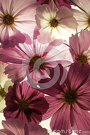 Pink Cosmos up close backlit with light Stock Photo
