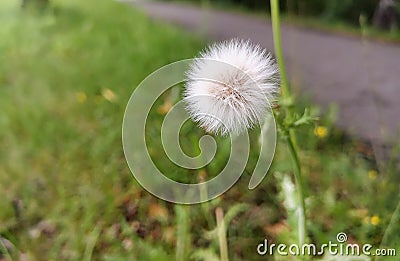 Flowers at field with plants Stock Photo