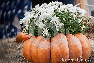 Flowers in large ribbed pumpkin. Thanksgiving Day and Halloween festive decoration and concept. Autumn, fall background Stock Photo