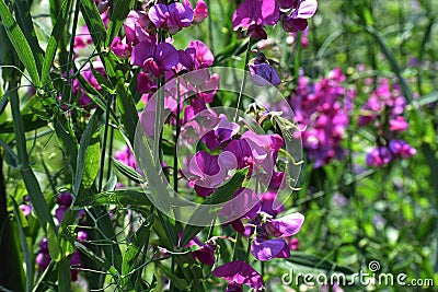 Flowers of Lathyrus Latifolius in the garden. Stock Photo