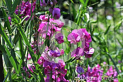 Flowers of Lathyrus Latifolius in the garden. Stock Photo