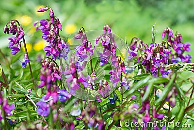 Flowers Lathyrus vernus in the garden Stock Photo