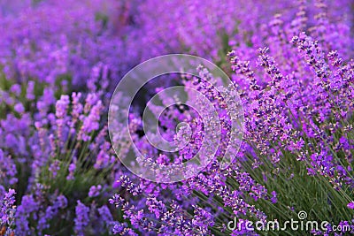 Flowers in the lavender fields. Stock Photo