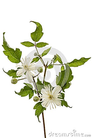 Flowers and leafs of Clematis , lat. Clematis vitalba L., isolated on white background Stock Photo