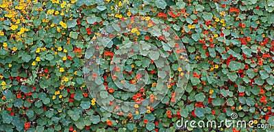 Flowers and Leaves Stock Photo