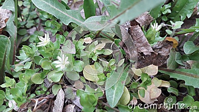 flowers and leaves Stock Photo