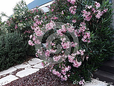 Flowers and leaves of Nerium Oleander shrub. Stock Photo