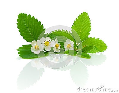 Flowers and leaves of strawberry on a white backgr Stock Photo