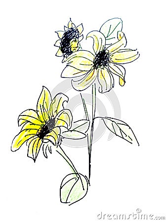 Flowers and leaves of a sunflower, watercolor sketch Cartoon Illustration