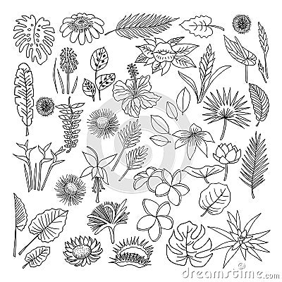 Flowers and leaves of tropical plants, vector, doodle set Vector Illustration