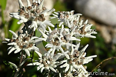 Leontopodium alpinum flowers Stock Photo