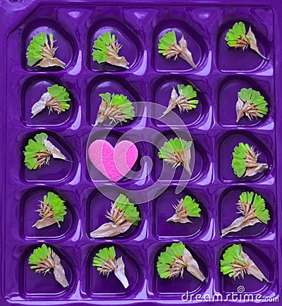 Flowers lie in cells from under a box of chocolates in the form of hearts, top view. Valentine`s Day concert Stock Photo