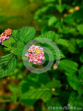 Flowers are like friends,they bring colour to your world. Stock Photo