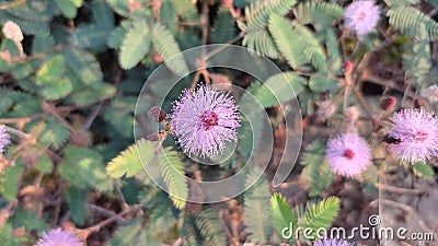 Flowers like pink fire Stock Photo