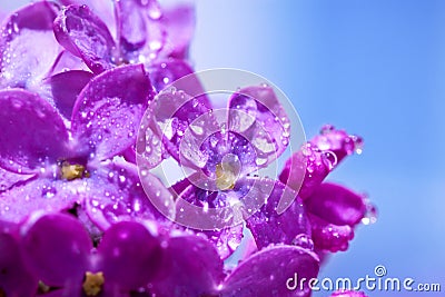 Flowers of a lilac blossom in the spring Stock Photo