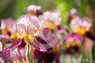 Flowers of lilac iris Stock Photo